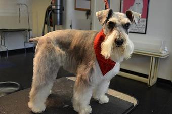 Product - Pet Spa & Grooming in Colchester, VT Pet Boarding & Grooming