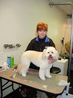 Product - Pet Spa & Grooming in Colchester, VT Pet Boarding & Grooming