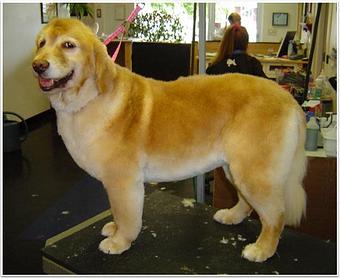 Product - Pet Spa & Grooming in Colchester, VT Pet Boarding & Grooming