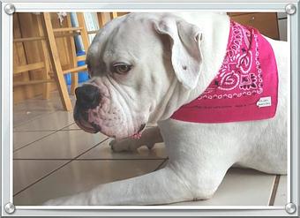 Product - Pet Styles of Elkton in Elkton, MD Pet Boarding & Grooming