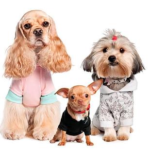 Product - Pet Styles of Elkton in Elkton, MD Pet Boarding & Grooming