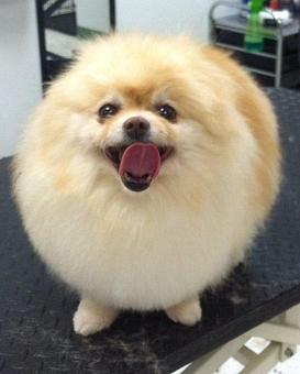 Product - Pet Styles of Elkton in Elkton, MD Pet Boarding & Grooming