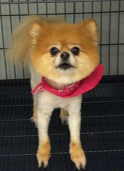 Product - Pet Styles of Elkton in Elkton, MD Pet Boarding & Grooming