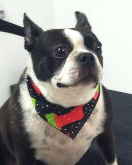 Product - Pet Styles of Elkton in Elkton, MD Pet Boarding & Grooming