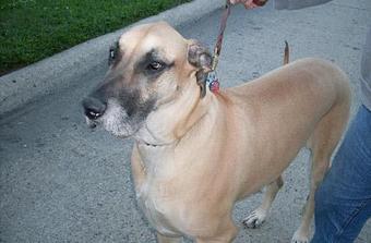 Product - Pet Taxi Plus in Clinton Twp, MI Taxicab Services