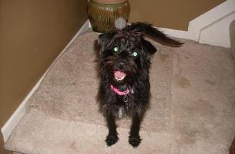 Product - Pet Taxi Plus in Clinton Twp, MI Taxicab Services