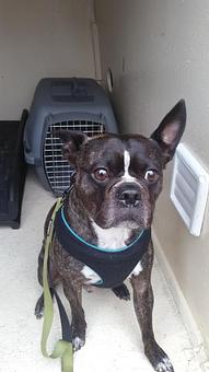 Product - Pet Taxi Plus in Clinton Twp, MI Taxicab Services
