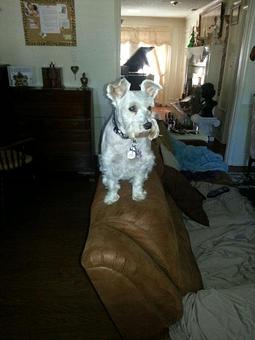 Product: Gracie enjoying view from the back of her host's sofa.  Can't do that at a Kennel/Spa - Pets Are Inn in Plano, TX Pet Boarding & Grooming