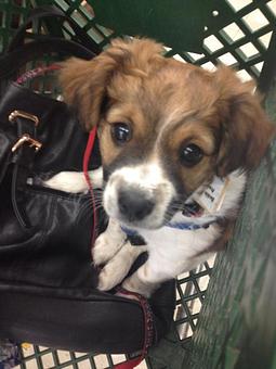 Product - Pets At Ease in Albany, NY Pet Shop Supplies