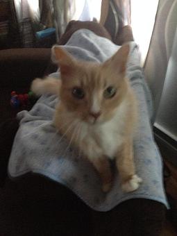 Product - Pets At Ease in Albany, NY Pet Shop Supplies