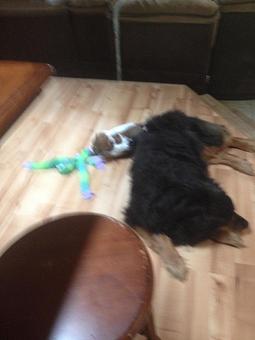 Product - Pets At Ease in Albany, NY Pet Shop Supplies