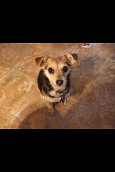 Product - Pets At Ease in Albany, NY Pet Shop Supplies