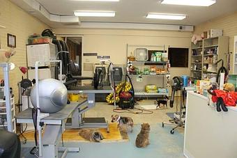 Product - Petstravaganza Inc in Kernersville, NC Pet Care Services