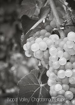 Product - Photography By Nanci Kerby in Napa, CA Misc Photographers