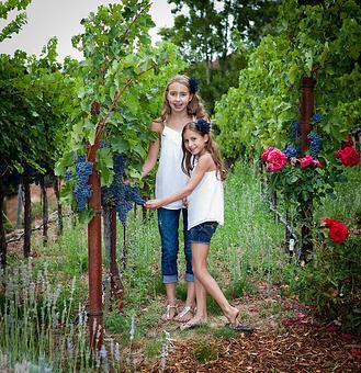 Product - Photography By Nanci Kerby in Napa, CA Misc Photographers