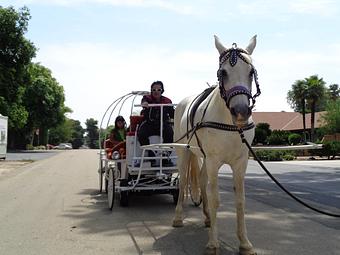Product: Cinderella carriage for weddings,quincenieras and any event in any California city call Bill 559-974-1492 - Pink Unicorn Pony Rides in Sanger, CA Entertainment & Recreation