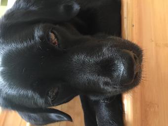 Product - Plaza Grill in Marathon, FL American Restaurants