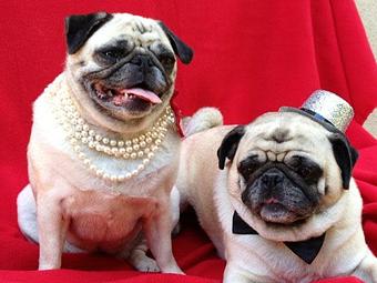 Product - Pooch Sitters in Orange, CA Pet Care Services