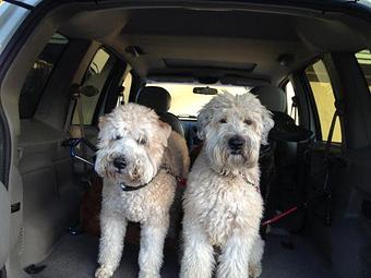 Product - Pooch Sitters in Orange, CA Pet Care Services