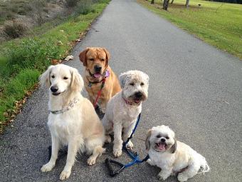 Product - Pooch Sitters in Orange, CA Pet Care Services