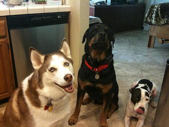 Product - Pooch Sitters in Orange, CA Pet Care Services