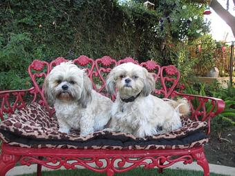 Product - Pooch Sitters in Orange, CA Pet Care Services