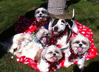 Product - Pooch Sitters in Orange, CA Pet Care Services