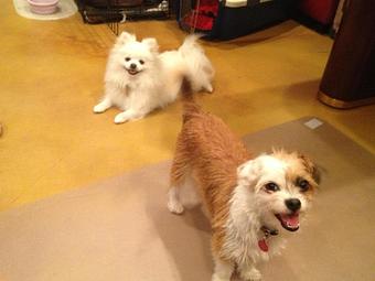 Product - Pooch Sitters in Orange, CA Pet Care Services