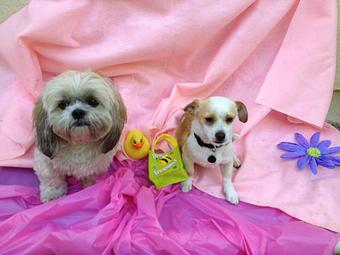 Product - Pooch Sitters in Orange, CA Pet Care Services