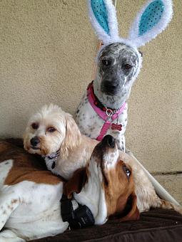 Product - Pooch Sitters in Orange, CA Pet Care Services