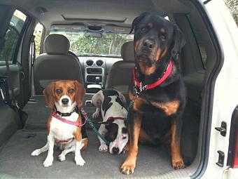 Product - Pooch Sitters in Orange, CA Pet Care Services