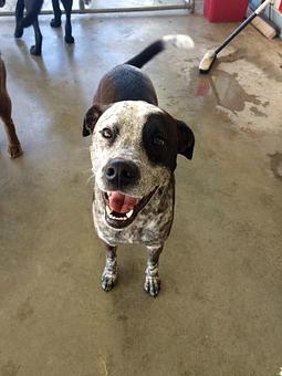 Product - Poochi Pet Resort in Lagrange, GA Pet Boarding & Grooming