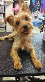 Product - Poochi Pet Resort in Lagrange, GA Pet Boarding & Grooming