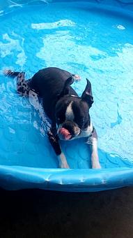 Product - Poochi Pet Resort in Lagrange, GA Pet Boarding & Grooming