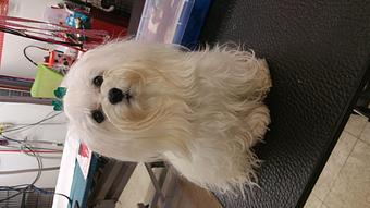 Product - Poochi Pet Resort in Lagrange, GA Pet Boarding & Grooming