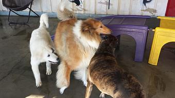 Product - Poochi Pet Resort in Lagrange, GA Pet Boarding & Grooming