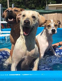 Product - Poochi Pet Resort in Lagrange, GA Pet Boarding & Grooming