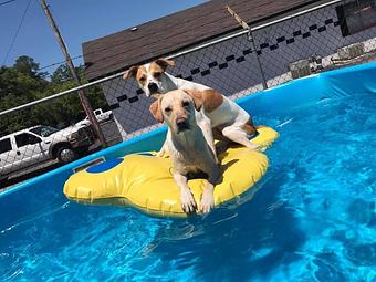 Product - Poochi Pet Resort in Lagrange, GA Pet Boarding & Grooming