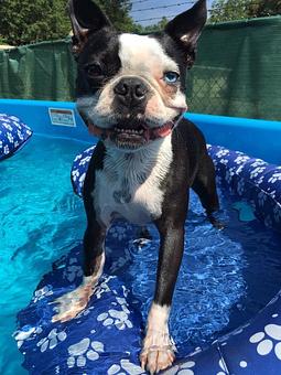 Product - Poochi Pet Resort in Lagrange, GA Pet Boarding & Grooming