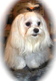 Product - Poochie Doo Grooming, in South Amboy, NJ Pet Boarding & Grooming
