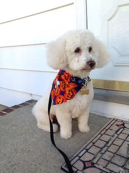 Product - Poochie Doo Grooming, in South Amboy, NJ Pet Boarding & Grooming