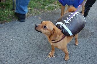 Product - Portage Park Animal Hospital & Dental Clinic in Portage Park - Chicago, IL Dentists