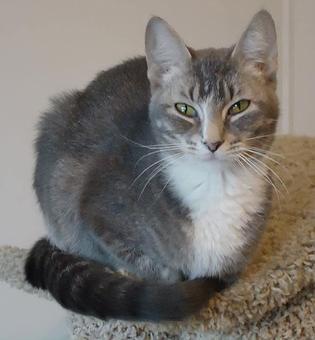 Product - Portage Park Animal Hospital & Dental Clinic in Portage Park - Chicago, IL Dentists