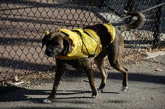 Product - Portage Park Animal Hospital & Dental Clinic in Portage Park - Chicago, IL Dentists