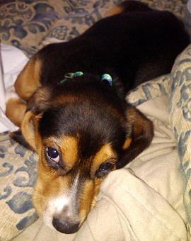 Product - Precious Paws in Elsmere - Wilmington, DE Gold Silver & Other Precious Metal Jewelry