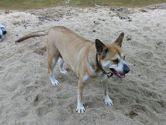 Product - Precious Paws in Elsmere - Wilmington, DE Gold Silver & Other Precious Metal Jewelry