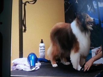 Product - Precious Paws Grooming in Wilmington, NC Pet Boarding & Grooming