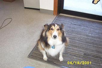 Product - Precious Pets in Winthrop, MA Pet Boarding & Grooming