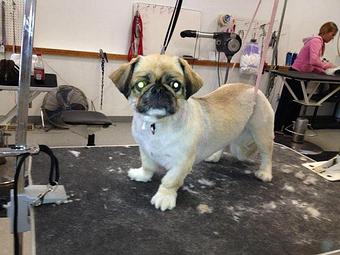 Product - Precious Pets in Winthrop, MA Pet Boarding & Grooming