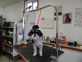 Product - Precious Pets in Winthrop, MA Pet Boarding & Grooming